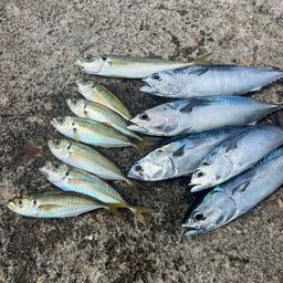 アジ