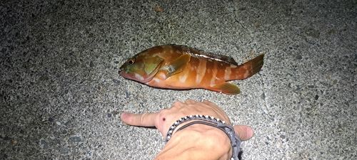 アカハタの釣果