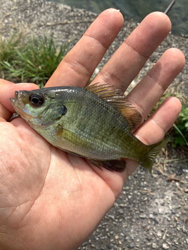 ブルーギルの釣果
