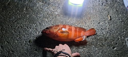 アカハタの釣果