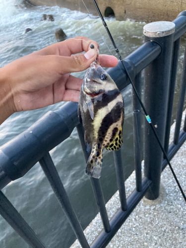 コショウダイの釣果