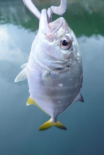 メッキの釣果