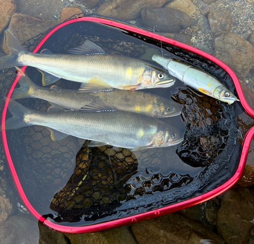 アユの釣果