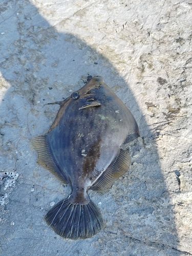 カワハギの釣果