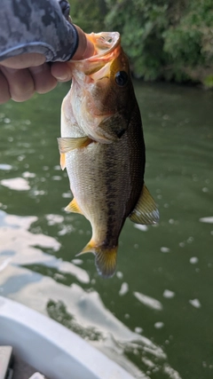 ブラックバスの釣果