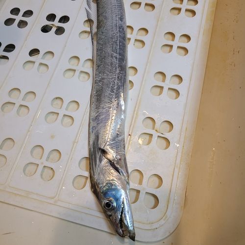 タチウオの釣果