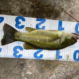 ラージマウスバス