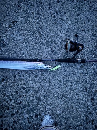 タチウオの釣果