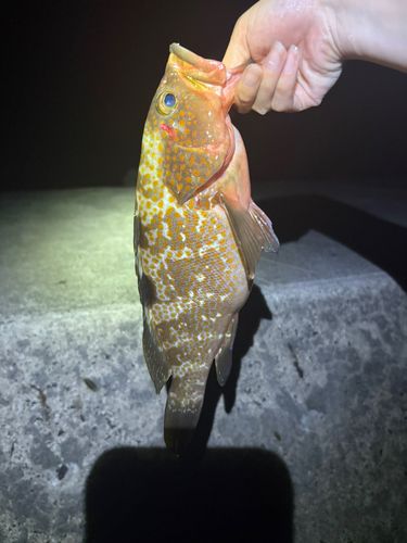 キジハタの釣果