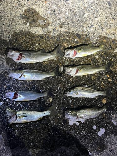 セイゴ（マルスズキ）の釣果