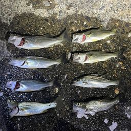 セイゴ（マルスズキ）