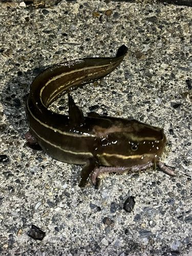 ゴンズイの釣果