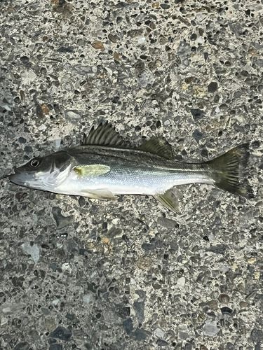 セイゴ（マルスズキ）の釣果