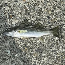 セイゴ（マルスズキ）