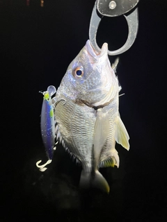 キビレの釣果