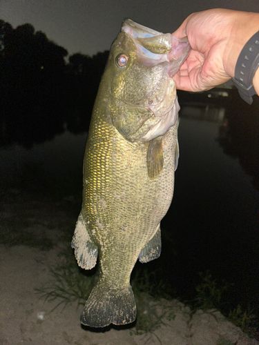 ラージマウスバスの釣果