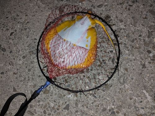 アカエイの釣果