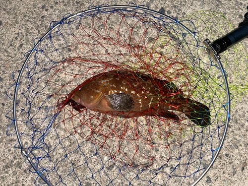 キジハタの釣果