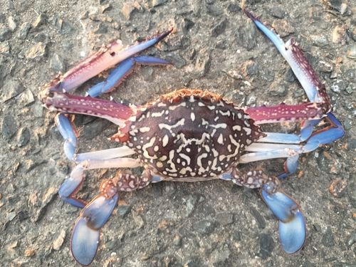 ワタリガニの釣果