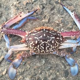 ワタリガニ