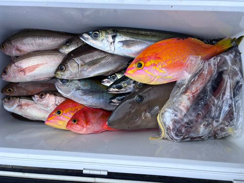 ヒメダイの釣果