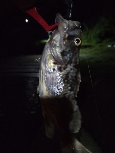クロソイの釣果