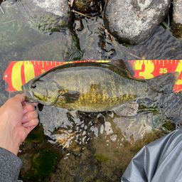 スモールマウスバス