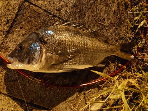 チヌの釣果