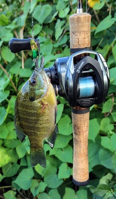 ブルーギルの釣果