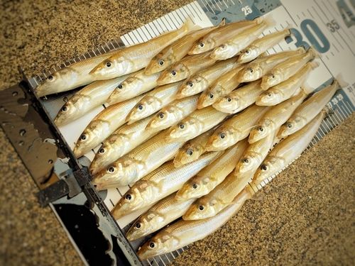 キスの釣果