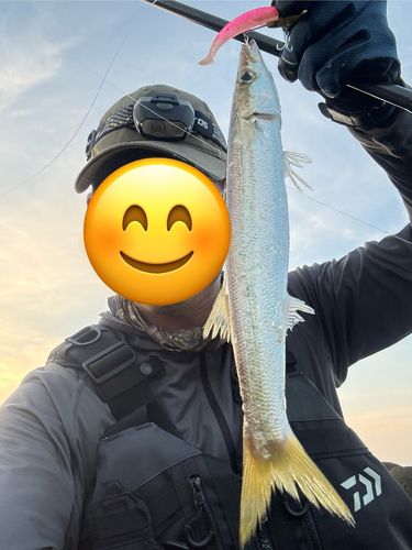 カマスの釣果