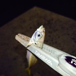アジ