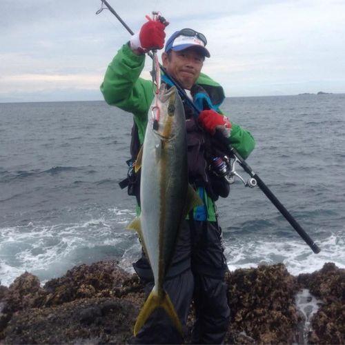 ヒラマサの釣果