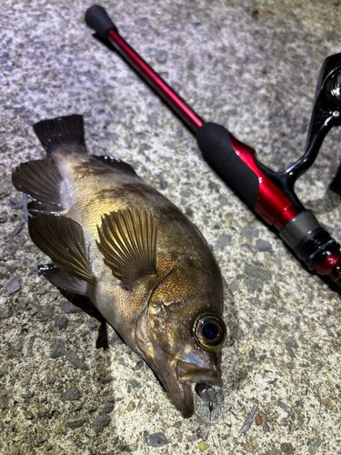 キスの釣果