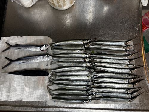サヨリの釣果