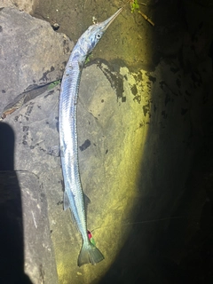 ダツの釣果