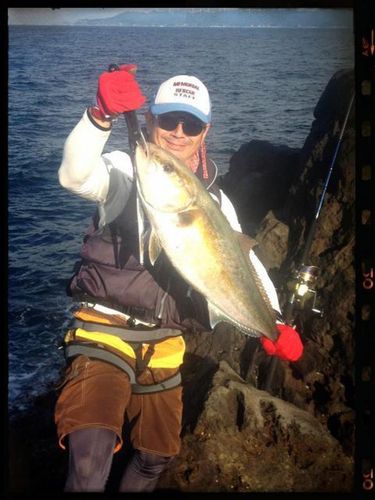 カンパチの釣果