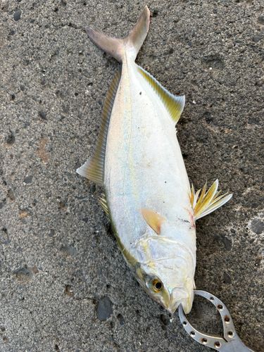 ワカシの釣果