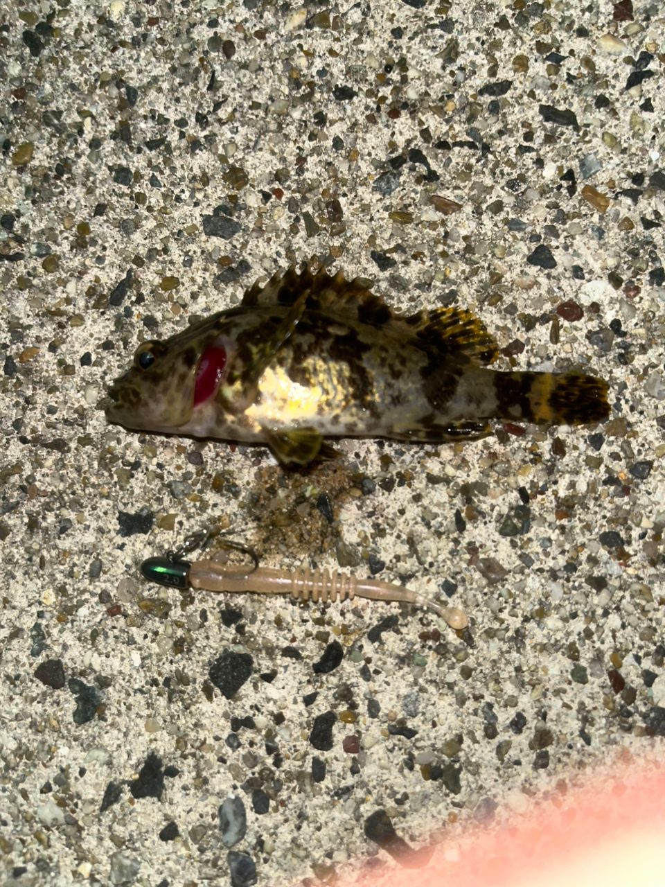 タケノコメバル