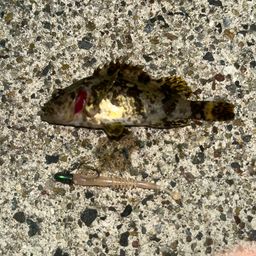 タケノコメバル