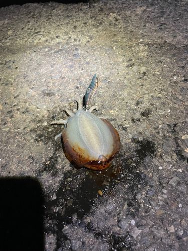 シリヤケイカの釣果