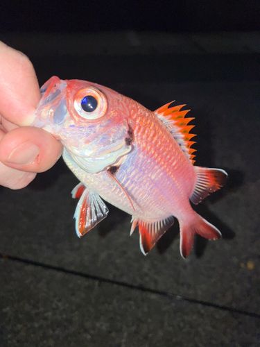 アカマツカサの釣果