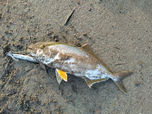 シオの釣果