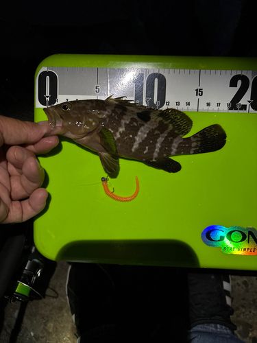 キジハタの釣果