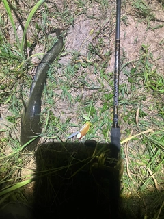 ナマズの釣果