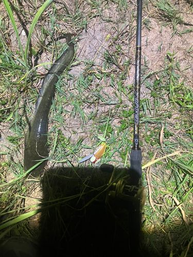 ナマズの釣果