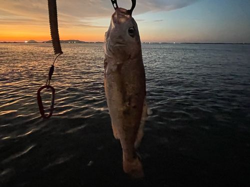 ニベの釣果