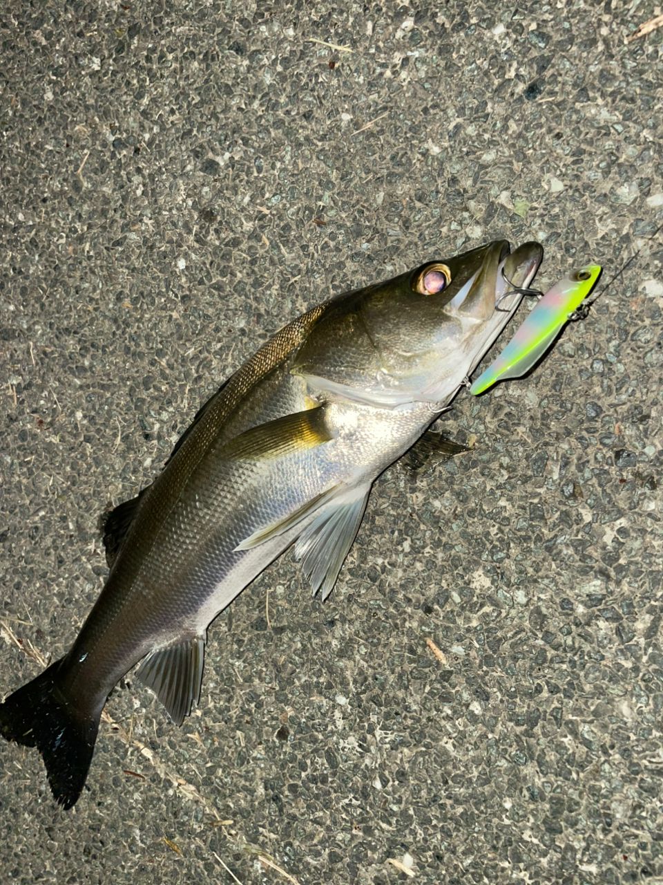 セイゴ（マルスズキ）