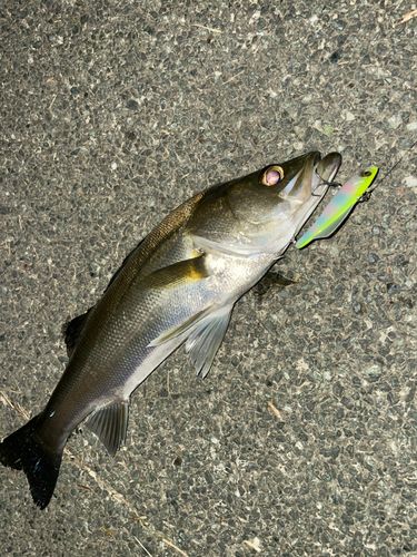 セイゴ（マルスズキ）の釣果