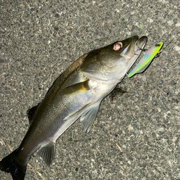 セイゴ（マルスズキ）